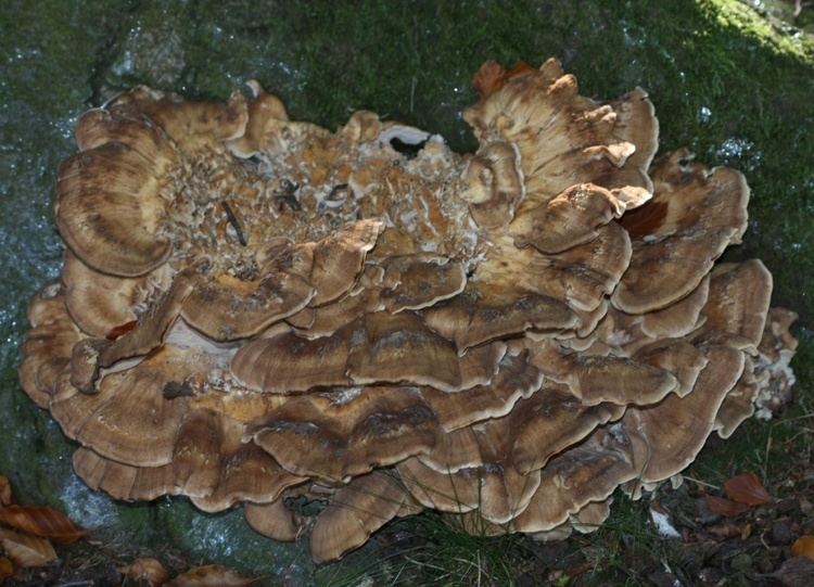 Meripilus giganteus Giant Polypore Meripilus giganteus NatureSpot