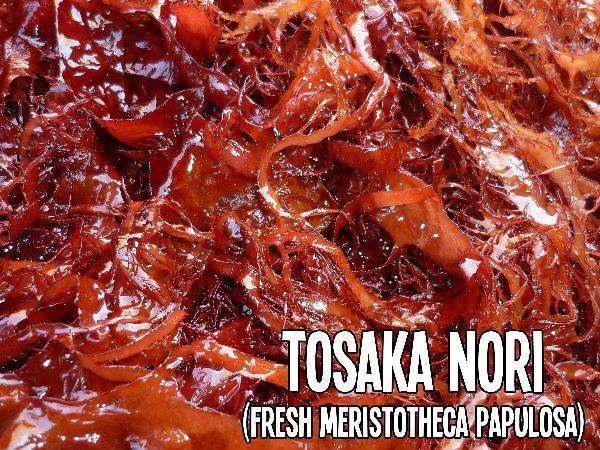 Meristotheca papulosa Tosaka Seaweed Tosaka Seaweed Suppliers and Manufacturers at