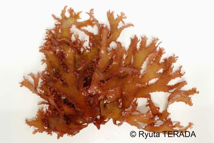 Meristotheca papulosa Seaweed Research Journal An article of