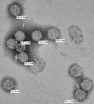 Merkel cell polyomavirus httpsuploadwikimediaorgwikipediacommonsthu