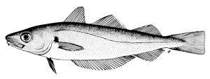 Merlangius FAO Fisheries amp Aquaculture Species Fact Sheets Merlangius