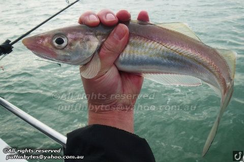 Merlangius Whiting Merlangius merlangus Whiting Merlangius merlan Flickr