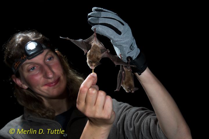 Merlin Tuttle Merlin Tuttle39s Bat Conservation Testimonials Merlin