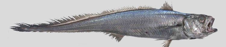 Merlucciidae MERLUCCIIDAE