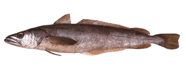 Merluccius capensis Capensis Hake Cod Fillets Caught in South African waters