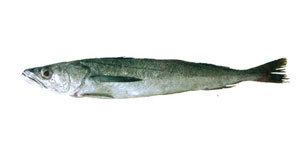 Merluccius gayi Order wholesale fish from Ecuador Catalogue the ChileanPeruvian