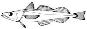 Merluccius gayi FAO Fisheries amp Aquaculture Species Fact Sheets Merluccius gayi