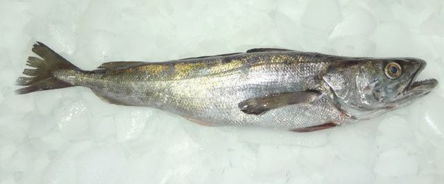 Merluccius gayi Frigolab San Mateo Frozen Fish Exporter Fish Exporter