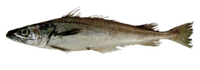 Merluccius merluccius Fish Identification