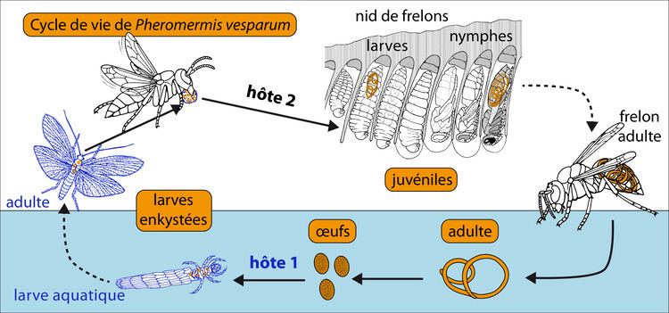 Mermithidae FileCycle Nmatode Mermithidae de Frelon asiatique Vespa velutina