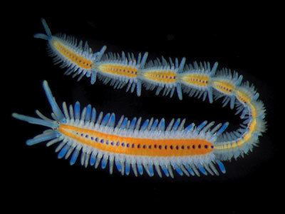 Meroplankton PTMSC Blog Meroplankton versus holoplankton and other planktons
