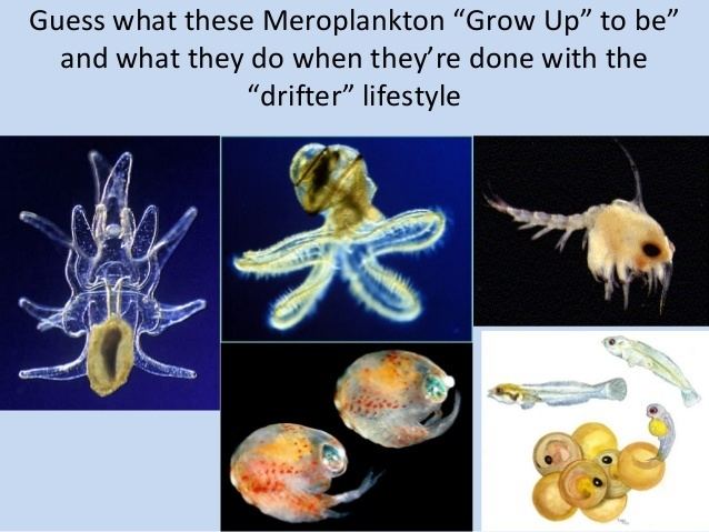 Meroplankton Plankton PowerPoint