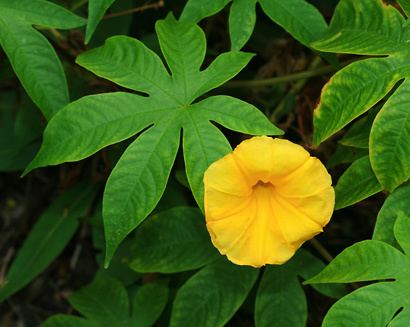 Merremia tuberosa Merremia tuberosa Woodrose Spanish Arborvine Hawaiian Woodrose