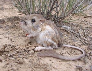 Merriam's kangaroo rat Virtual Tour of the Desert Discovery Trail Chihuahuan Desert Nature