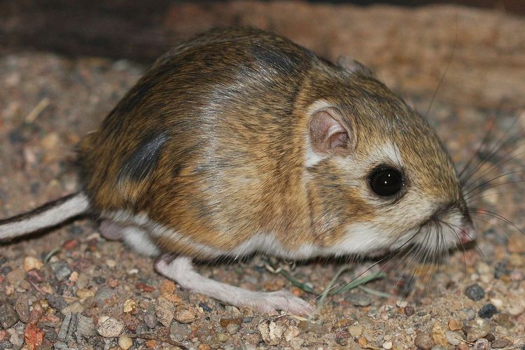 Merriam's kangaroo rat Merriam39s Kangaroo Rat Dipodomys merriami Broad Canyon R Flickr
