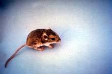 Merriam's pocket mouse httpsnaturalhistorysiedumnathumbnailsimage