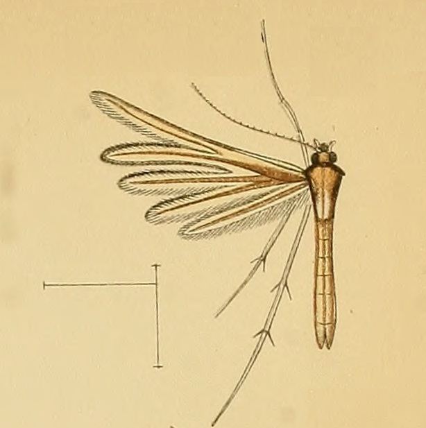 Merrifieldia chordodactylus