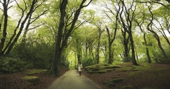 Mersey Forest Mindfulness in forests for organisations The Mersey Forest