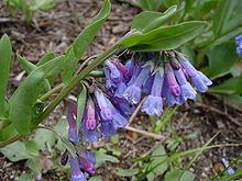 Mertensia oblongifolia httpsuploadwikimediaorgwikipediacommonsthu