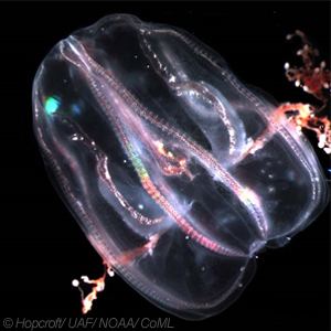 Mertensia ovum Mertensia ovum Zooplankton Guide