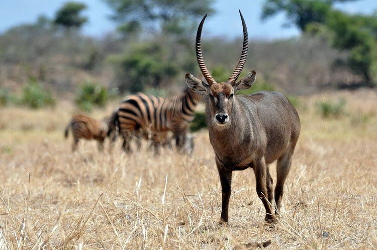 Meru National Park Meru National Park undiscovered safari jewel 300 km from Nairobi