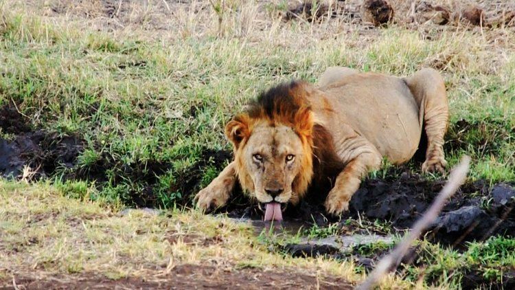 Meru National Park Lions in Meru National Park Kenya YouTube