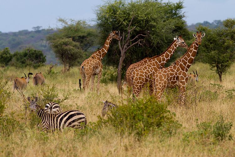 Meru National Park Born freeagain the revival of Kenya39s Meru National Park