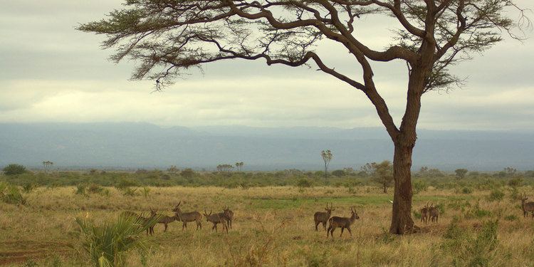 Meru National Park Meru National Park Magical Kenya