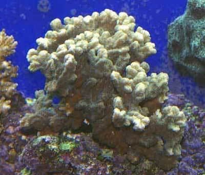 Merulina Ruffled Coral Merulina amphiata Merulina coral Ridge Coral