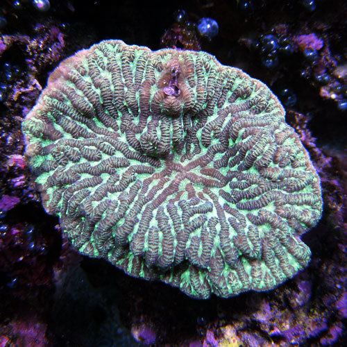 Merulina Merulina Coral Awareness REEFEDITION