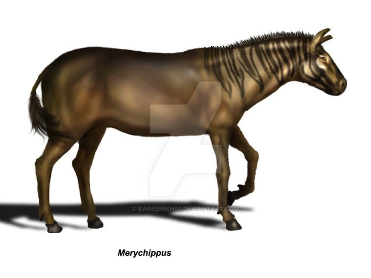 Merychippus Merychippus Facts and Pictures