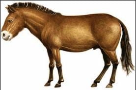 Merychippus The Evolution of Horses iConnect Biology 11 Evolutionary Edges