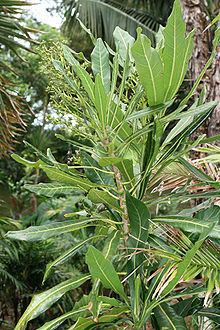 Meryta latifolia httpsuploadwikimediaorgwikipediacommonsthu