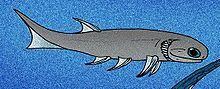 Mesacanthus httpsuploadwikimediaorgwikipediacommonsthu