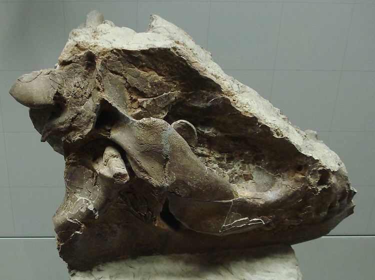 Mesaceratherium