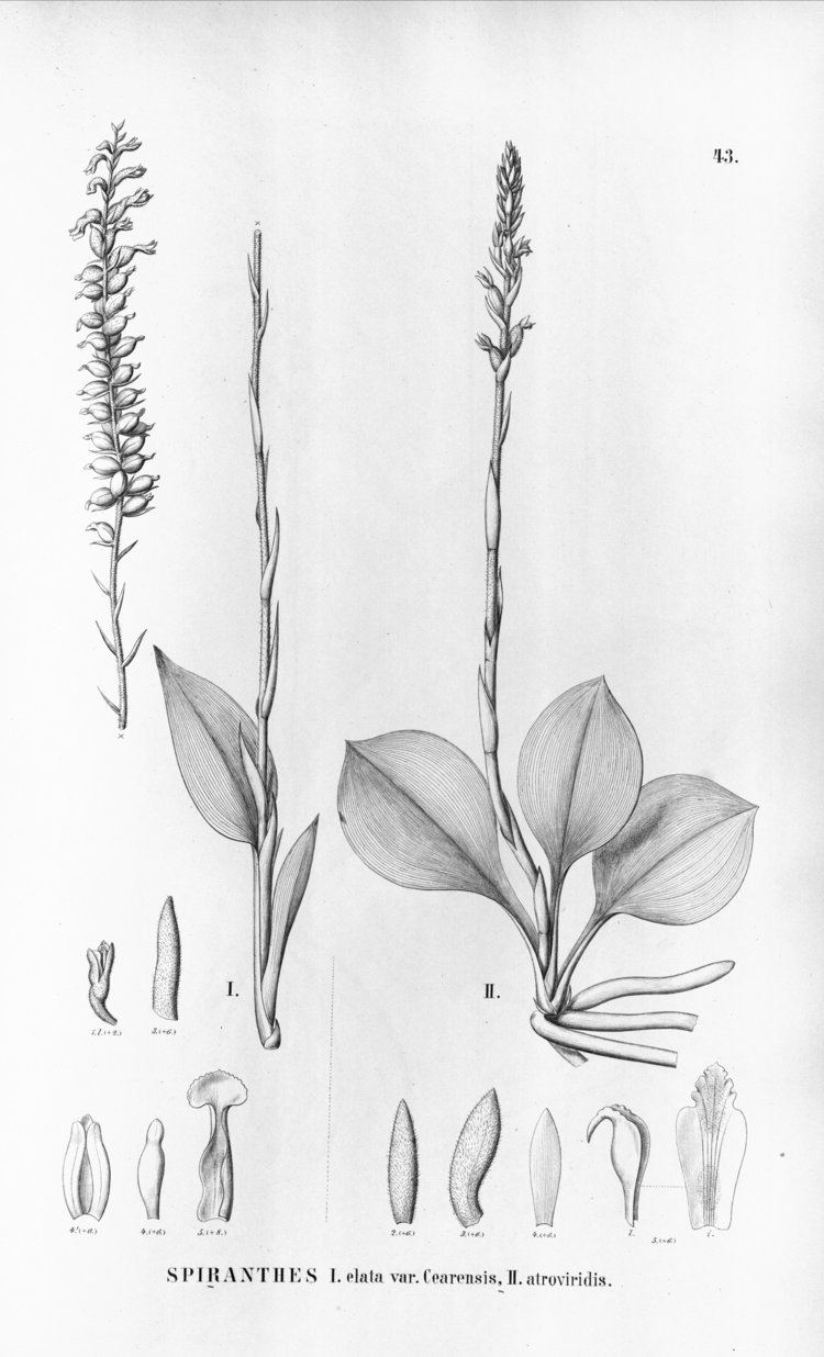 Mesadenella FileCyclopogon cearensis as syn Spiranthes elata var cearensis