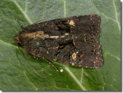 Mesapamea secalis Hants Moths 73169 Common Rustic Mesapamea secalis