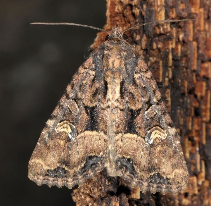 Mesapamea secalis European Lepidoptera and their ecology Mesapamea secalis