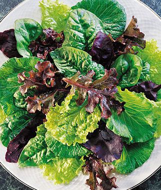 Mesclun Mesclun Seeds Grow Salad Greens Lettuce Vegetable Seeds at