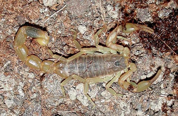 Mesobuthus martensii Mesobuthus martensii Manchurian scorpion Buthus martensii