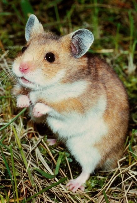 Mesocricetus Mesocricetus auratus Golden hamster