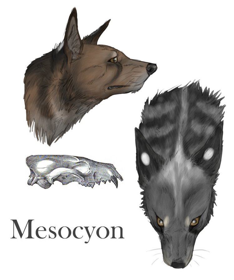 Mesocyon pre04deviantartnet6152thprei201316127me