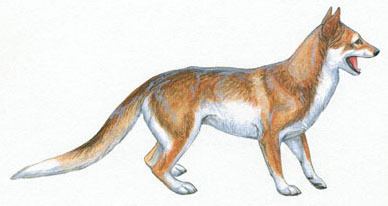 Mesocyon Picture The mesocyon the earliest tracked The world of wolves