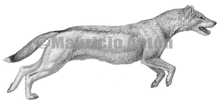 Mesocyon Escenarios prehistricos Mesocyon