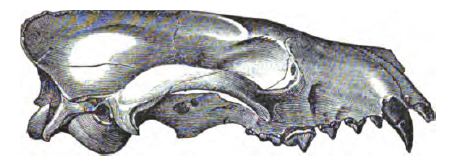 Mesocyon FileMesocyon skulljpg Wikimedia Commons