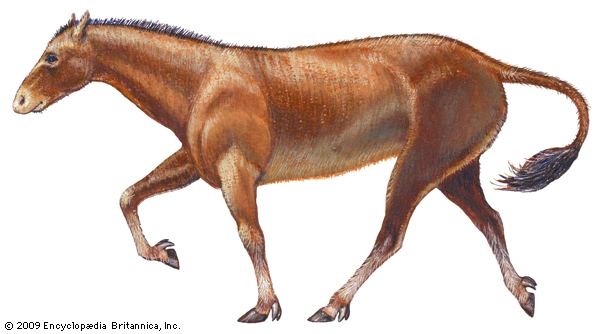 Mesohippus Mesohippus fossil horse genus Britannicacom