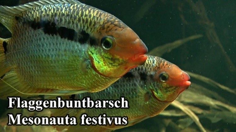 Mesonauta Flaggenbuntbarsch Mesonauta festivus ZOO Aquarium Berlin YouTube