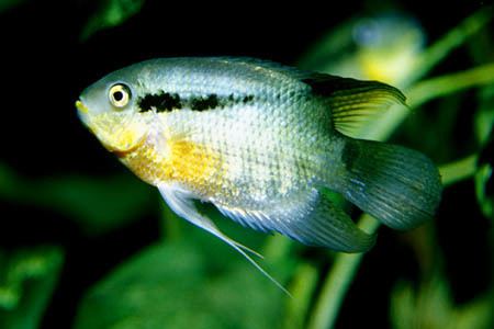 Mesonauta Mesonauta insignis Seriously Fish
