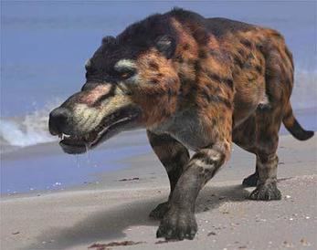 An illustration of the Andrewsarchus, walking in the ocean, a burnt yellow in color with a white snout, as well as black spots and stripes all over its body.