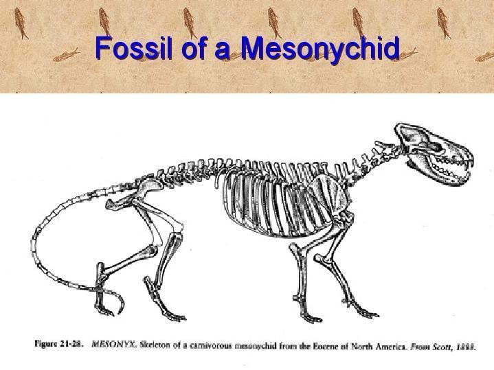 A skeleton of a carnivorous Mesonychid from the Eocene of North America